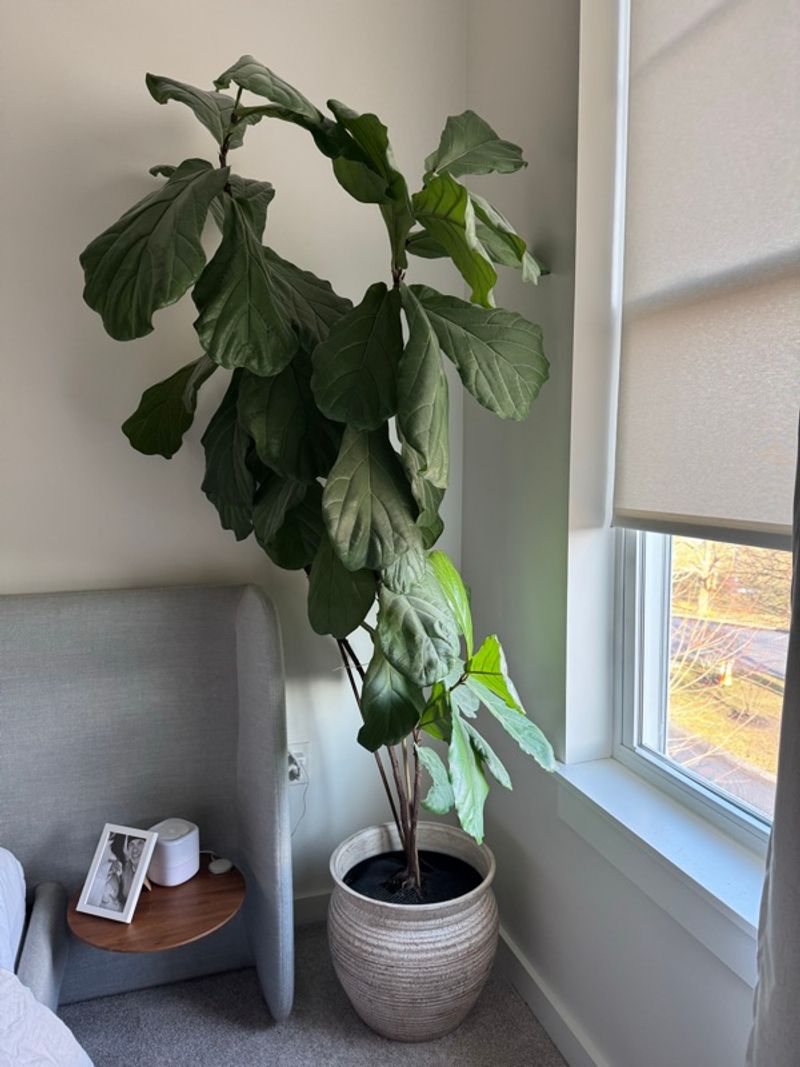 Marketplace listing image