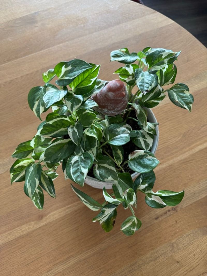 Marketplace listing image