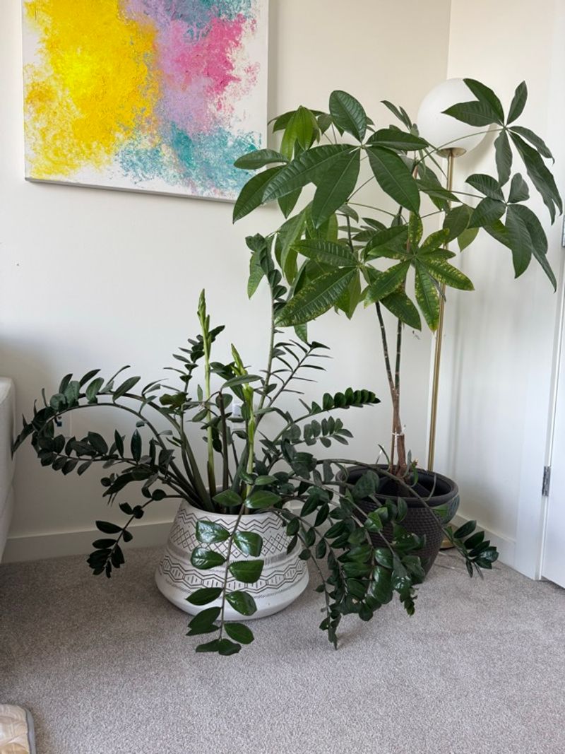 Marketplace listing image