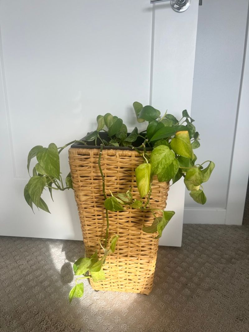 Marketplace listing image