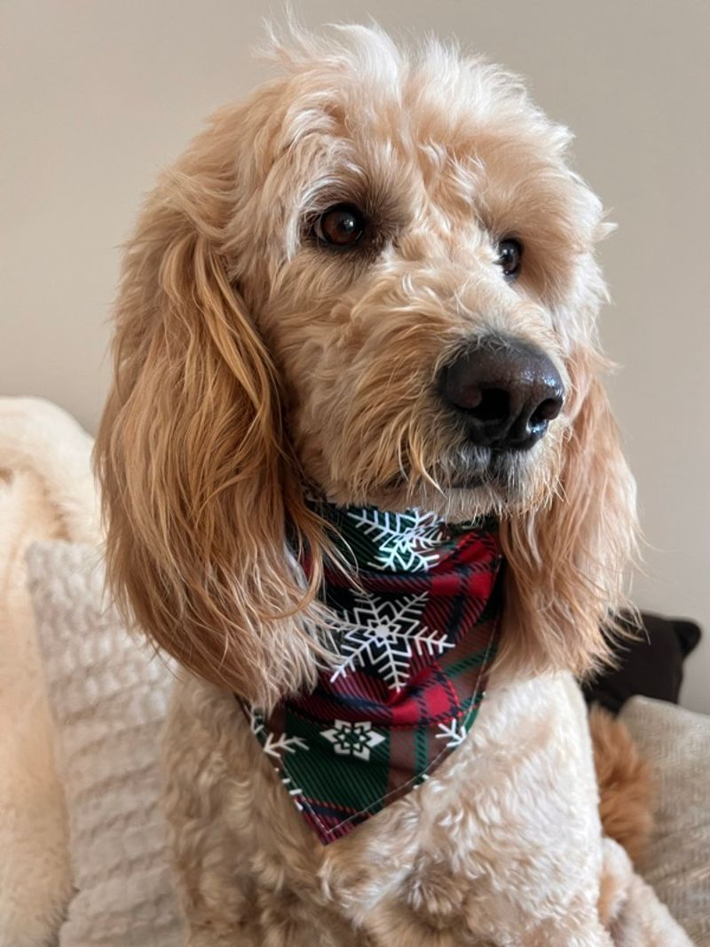 Marketplace listing image