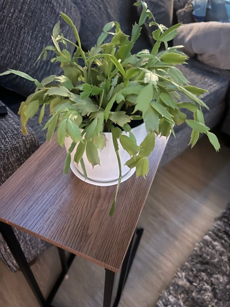 Marketplace listing image