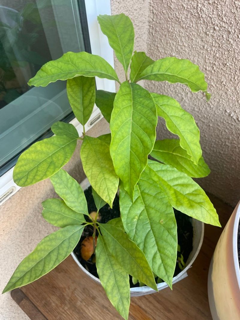 Marketplace listing image