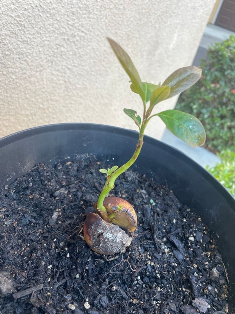 Marketplace listing image