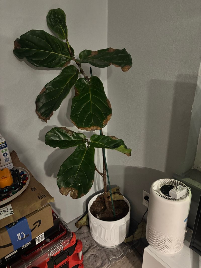 Marketplace listing image