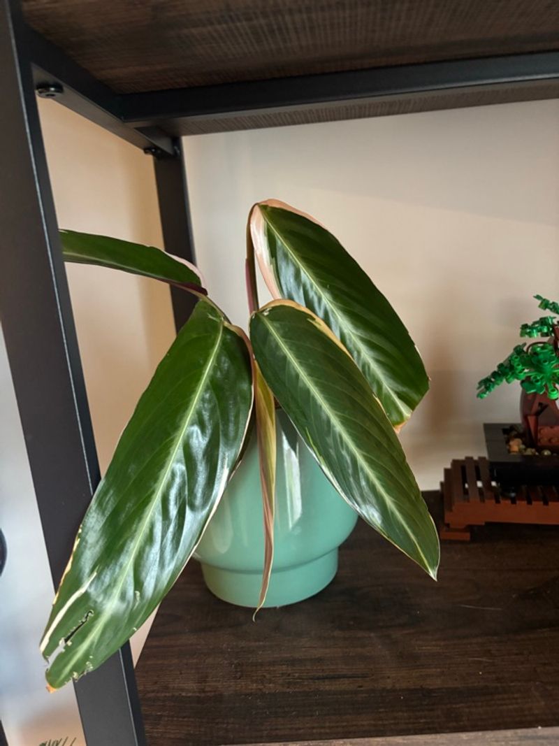 Marketplace listing image