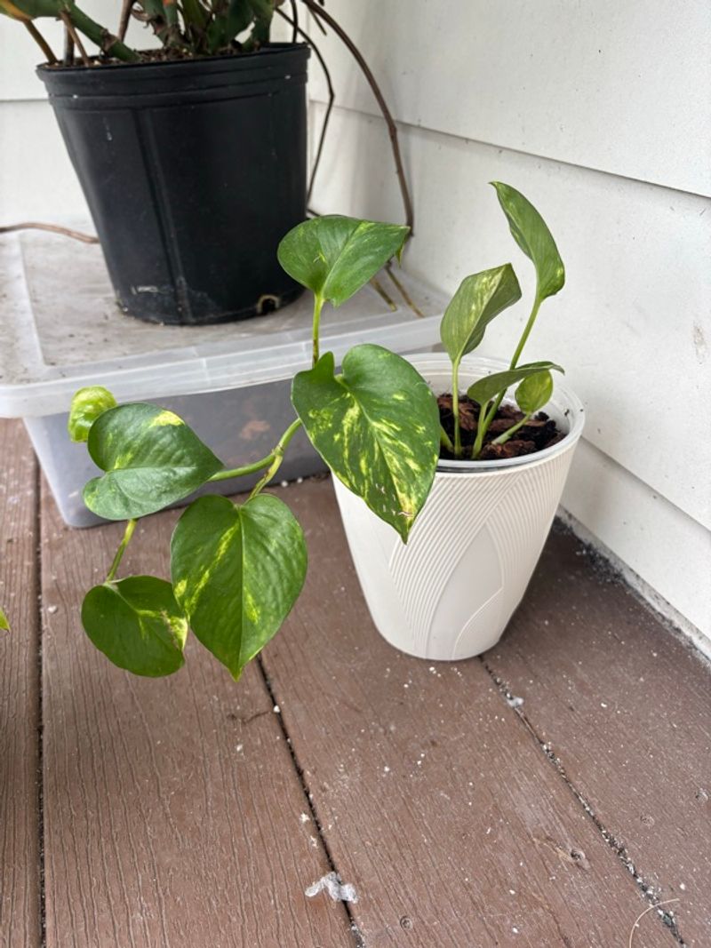 Marketplace listing image