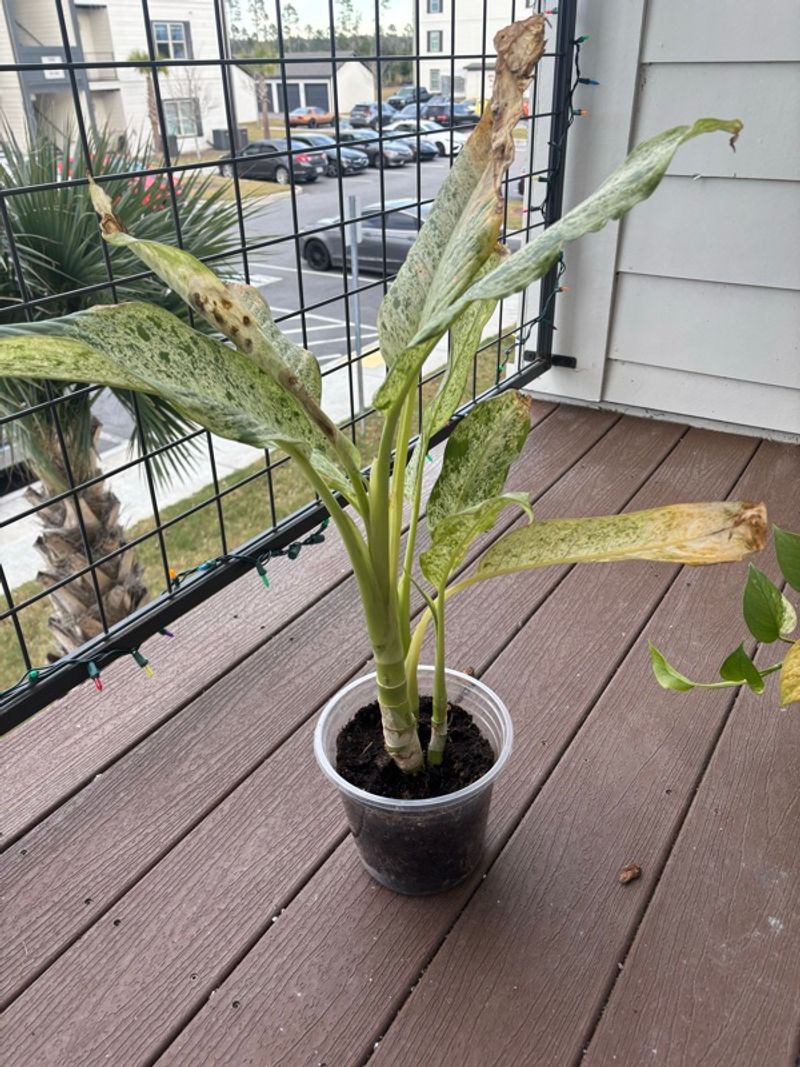 Marketplace listing image