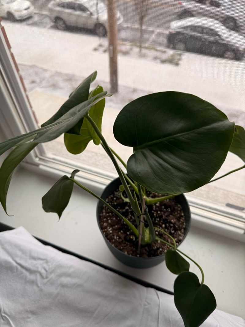 Marketplace listing image