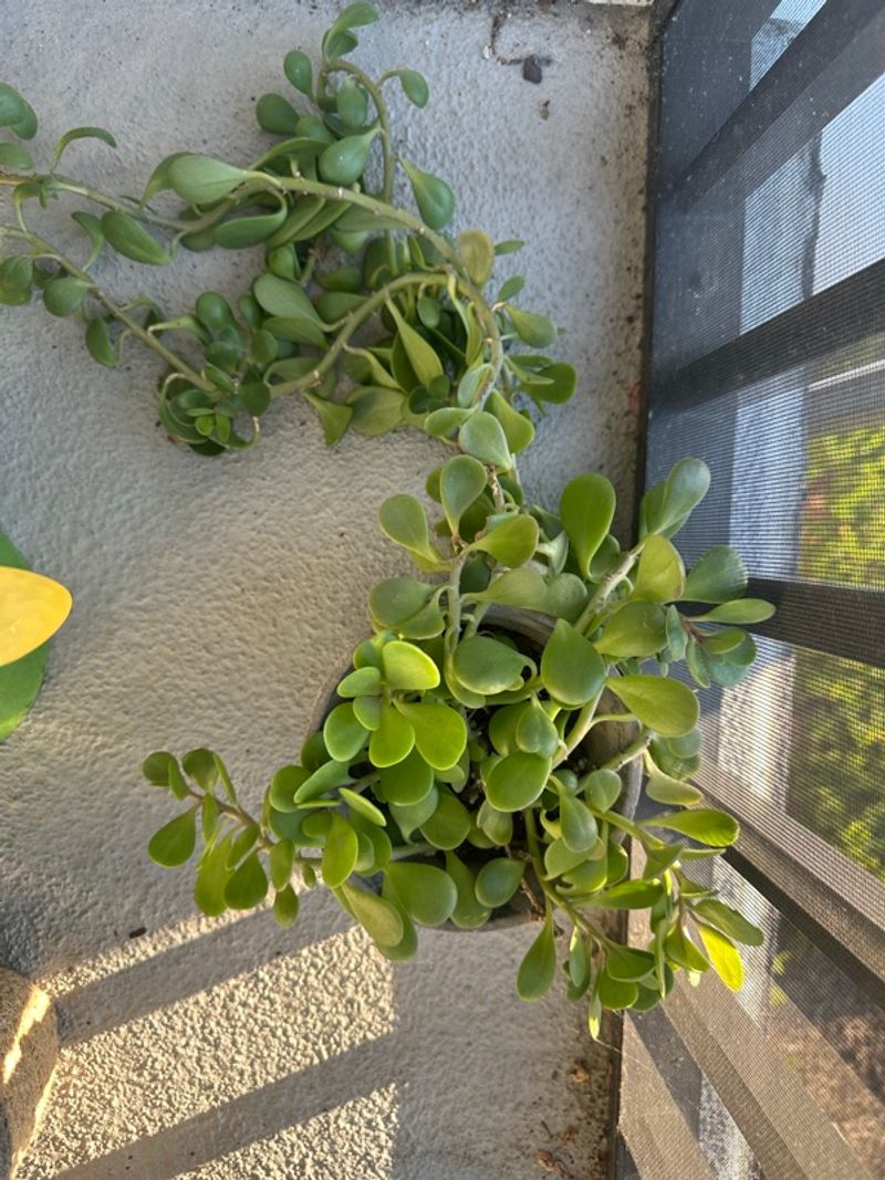 Marketplace listing image