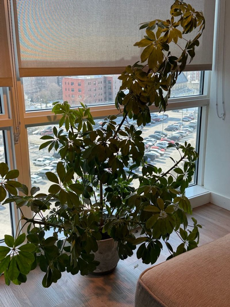 Marketplace listing image