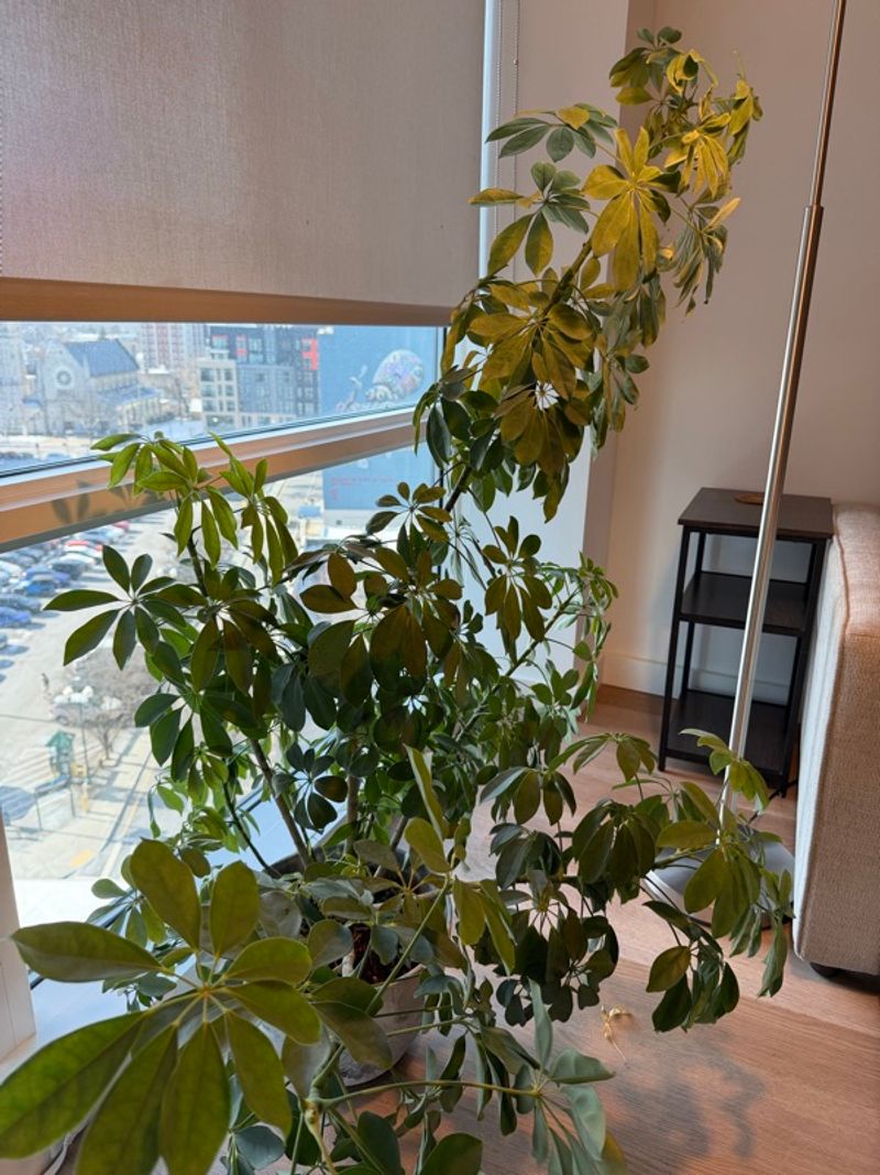 Marketplace listing image