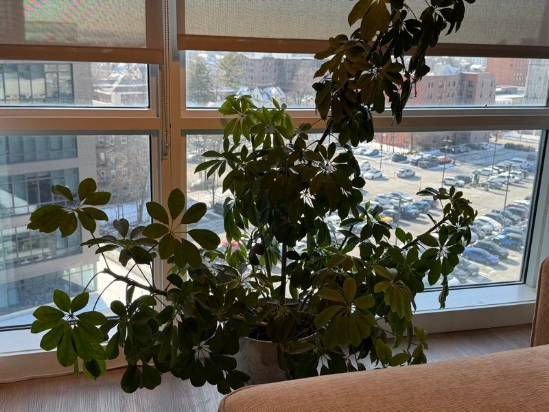 Marketplace listing image