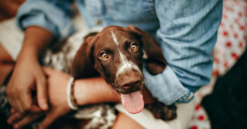 Pet sitting — A place for people to find pet sitters and dog walkers within our community.