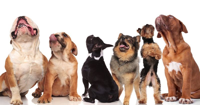 Dog Group — Here, doggy! In this group, we and our canine companions will get together regularly to do fun activities like walks in the neighborhood, trips to the dog park, and puppy play dates. What to bring? This will vary by gathering so always be sure to check the gathering's description for details or ask in the discussion section. When in doubt, don't forget your leash, ball, & some poop bags! Have an idea for our next puppy play date? Schedule a gathering!