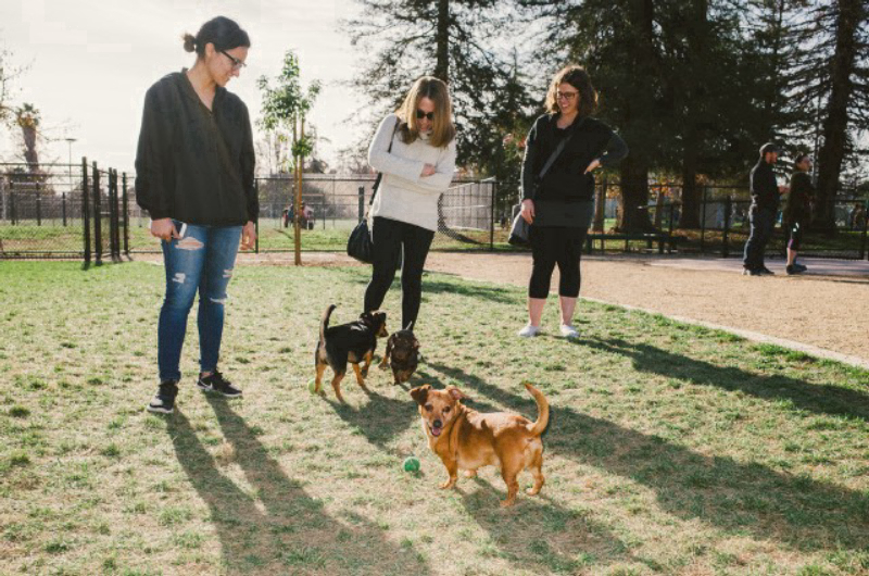 Dog Group — Here, doggy! In this group, we and our canine companions will get together regularly to do fun activities like walks in the neighborhood, trips to the dog park, and puppy play dates. What to bring? This will vary by gathering so always be sure to check the gathering's description for details or ask in the discussion section. When in doubt, don't forget your leash, ball, & some poop bags! Have an idea for our next puppy play date? Schedule a gathering!
